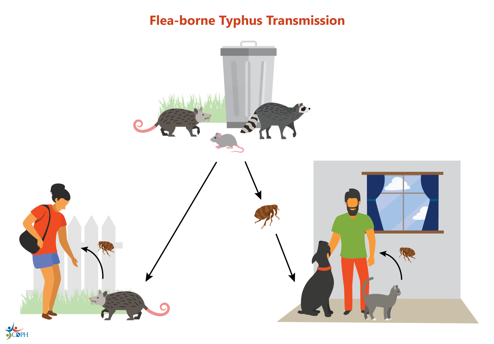 Flea-borne typhus transmission cycle showing fleas spreading bacteria from rodents to people