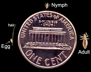 Nit, nymph, and adult head louse in comparison to a penny