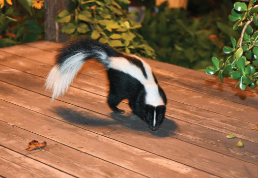 Skunk on the porch of someone's house