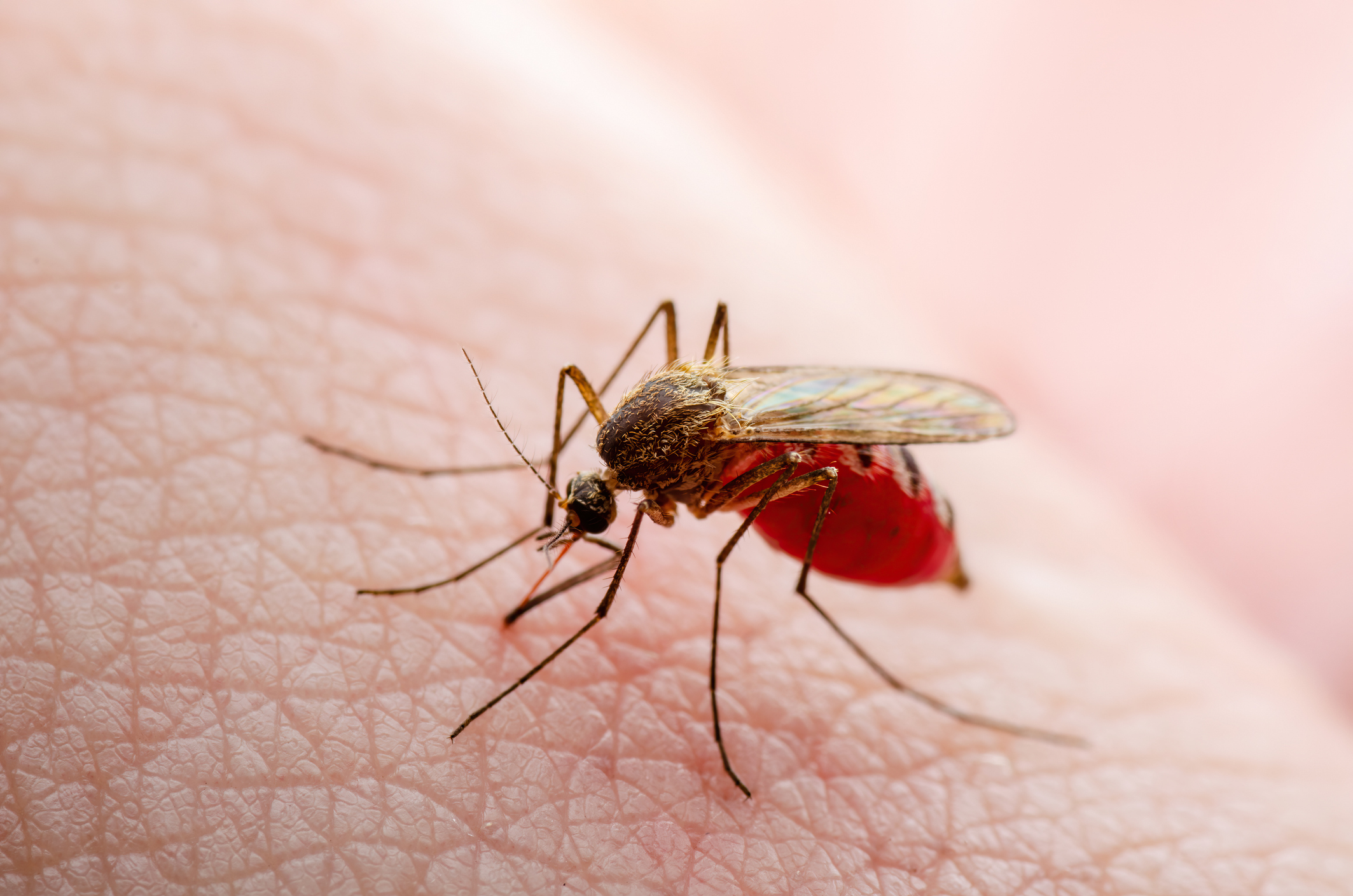 A culex mosquito drinking blood
