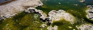 image of cyanobacteria bloom on water