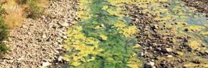 cyanobacteria bloom on water