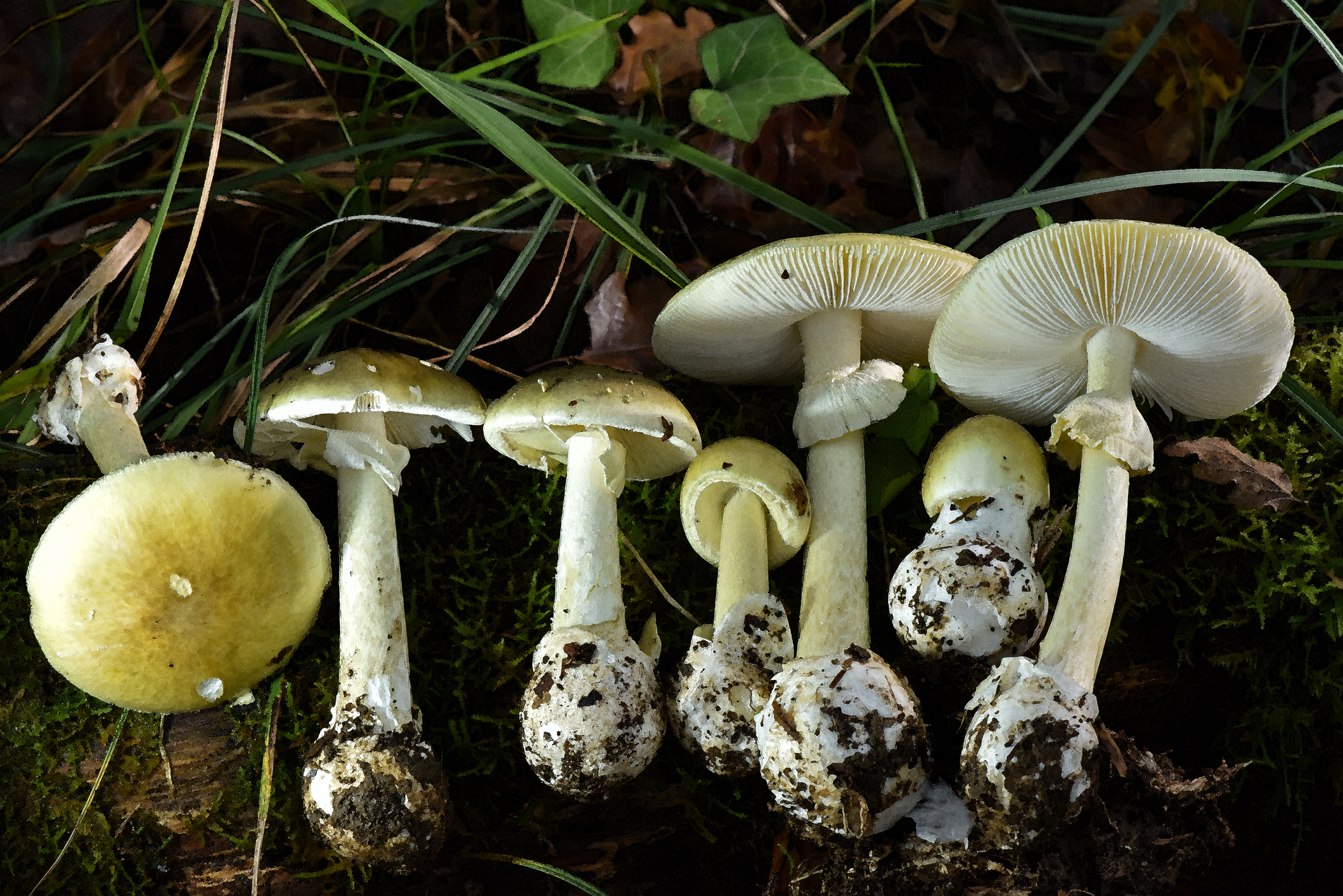 toxic - death cap mushroom at different stages of its development