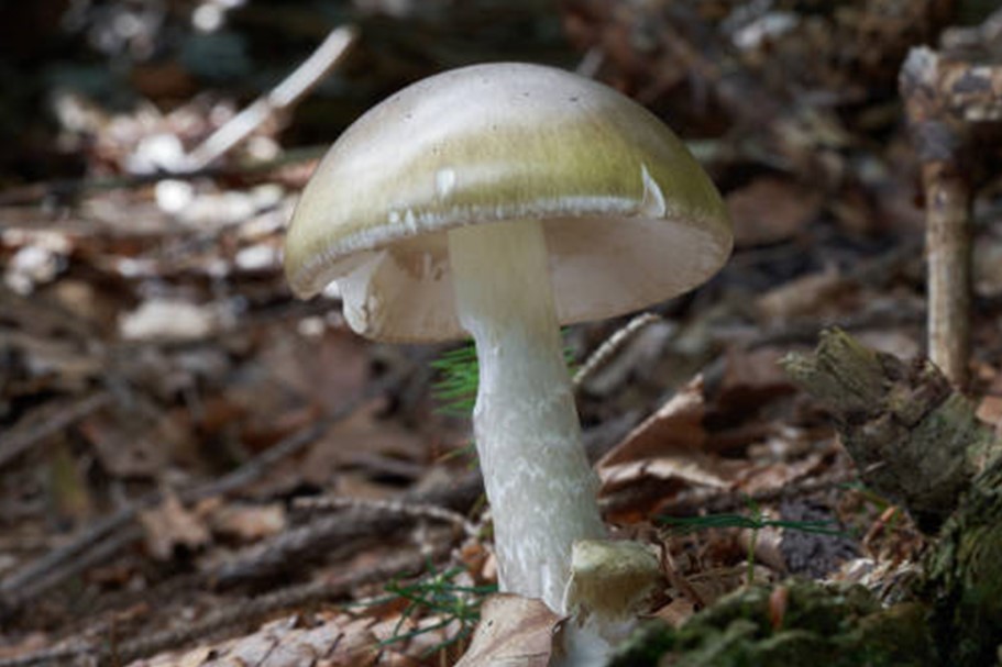 toxic: Death Cap Mushroom (Amanita Phalloides) toxic: Death Cap Mushroom (Amanita Phalloides)