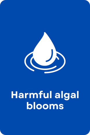 Harmful Algal Blooms