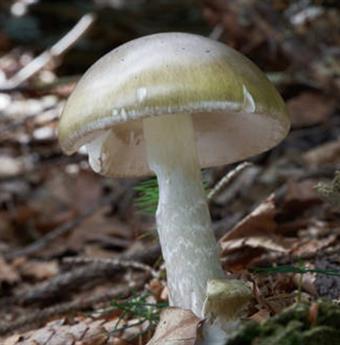 Poisonous Wild Mushrooms