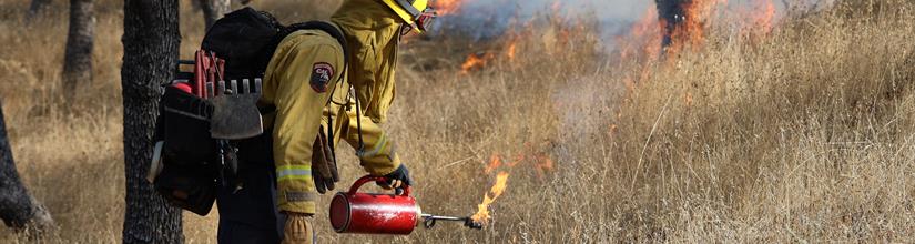 Person in firefighting gear tipping a torch to start a prescribed fire