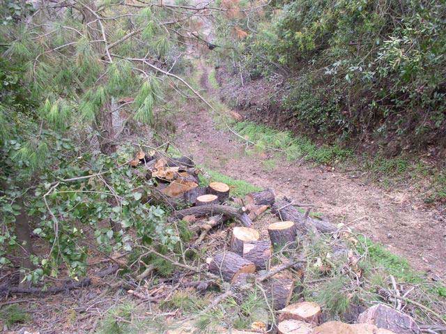 A rough dirt path has chopped tree trunks on the left side and thick brush on the right.