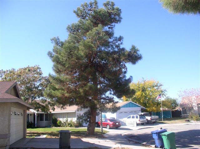 A tall pine tree stands next to a driveway with one-story tract homes behind it on a curved residential street.