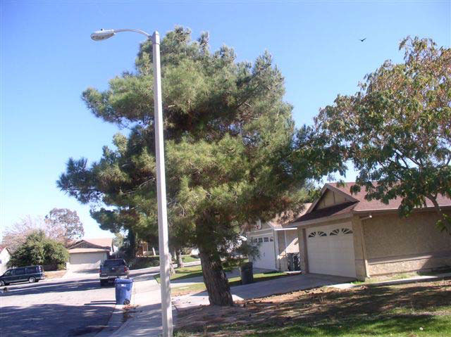 Another view shows the tall pine tree next to the driveway with the garage of the home near where the lower branches are hanging.