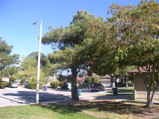 The pine tree seen from the side of the house, with some branches very close to a large, steel street light pole.