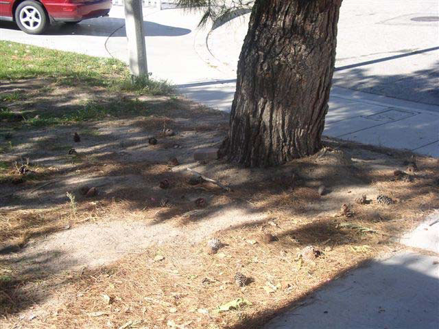 The ground near the base of the pine tree is covered in dead needles.