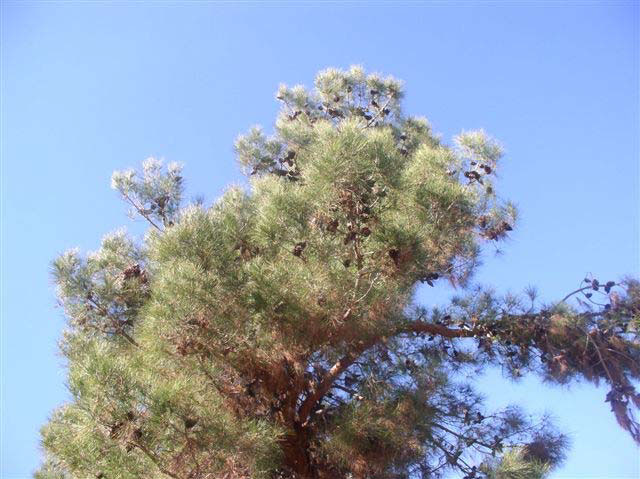 The top of a pine tree against a blue sky with mostly brown and sparse needles at the base of the trunk with greener needles at the tips of the branches.