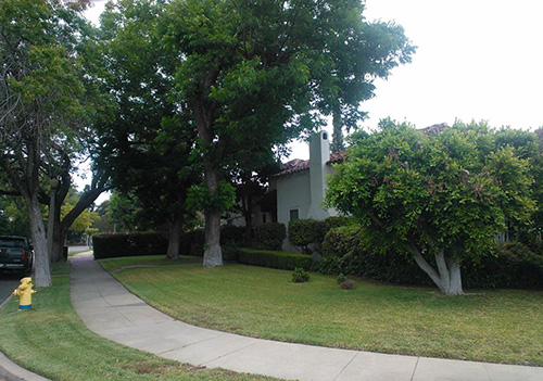A street view shows the trees involved in the incident next to the house on the corner of the street.