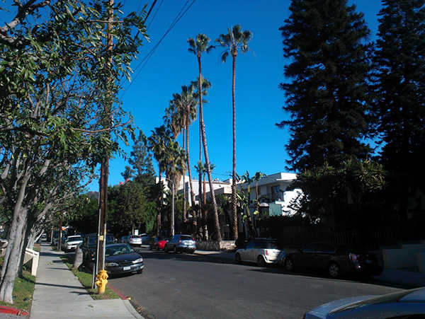 Street view of palm trees involved in incident with very tall palms towering over a street lined with apartment buildings.