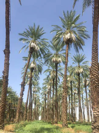 Rows of date palms stand high above a grassy field.