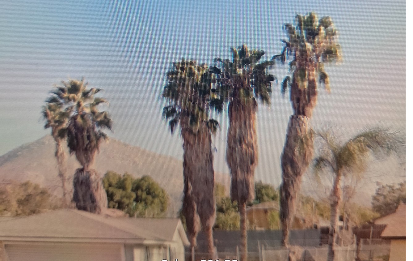 The palm trees prior to being trimmed.