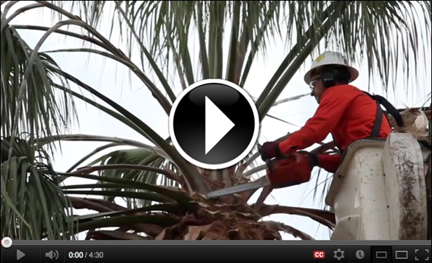 Palm Tree Fatalities