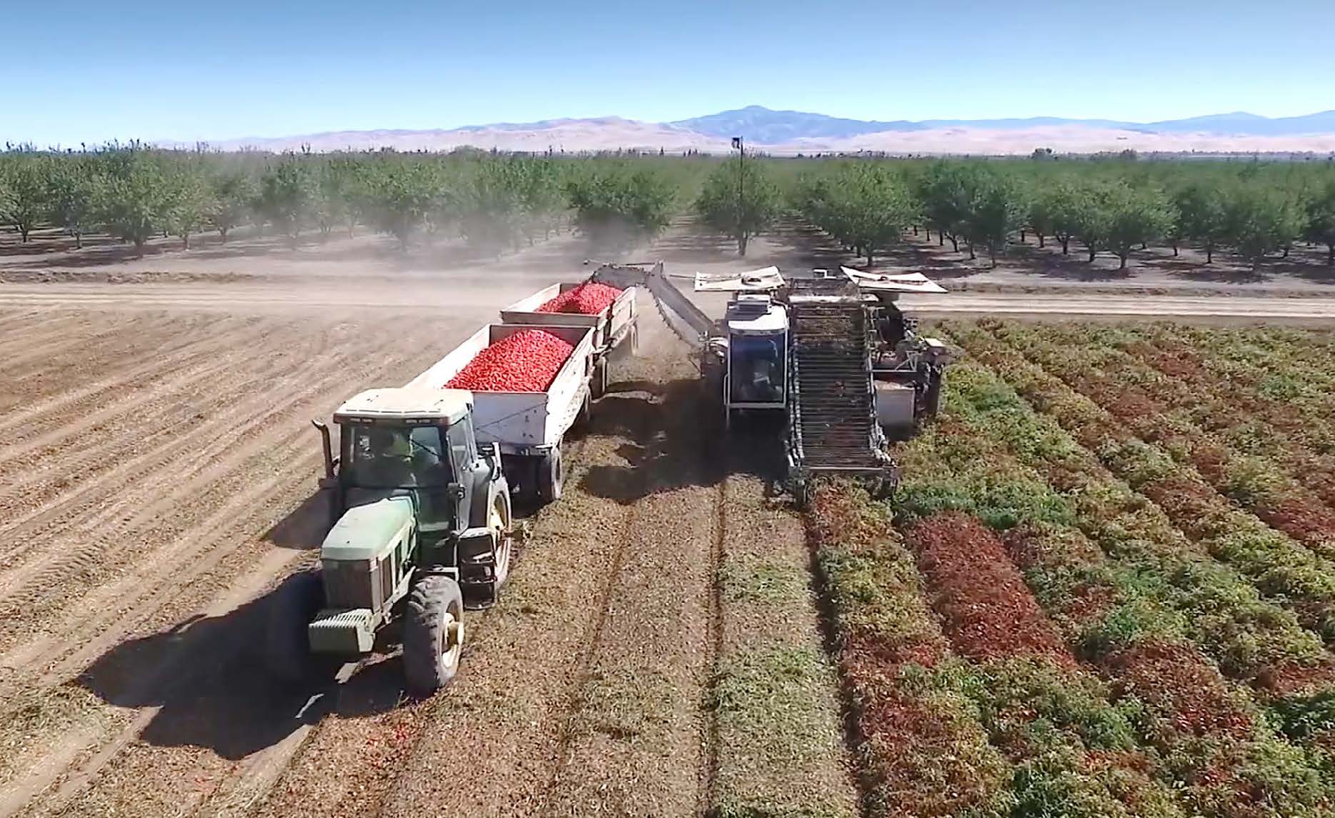 A tomato harvester and a group of farm vehicles in a field  during the harvesting process