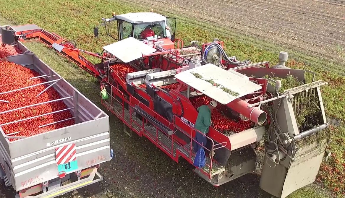 Two farm vehicles in a field and a worker sorting tomatoes during the harvesting process 