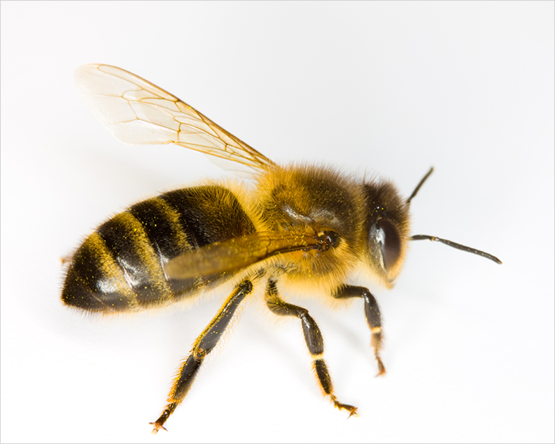 An Africanized Honey Bee