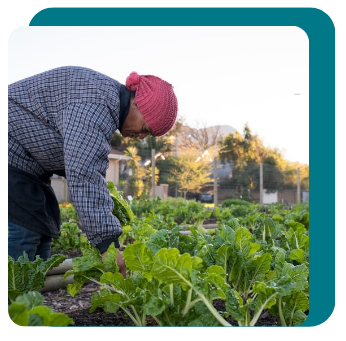 Agriculture worker picking lettuce in the California Heat