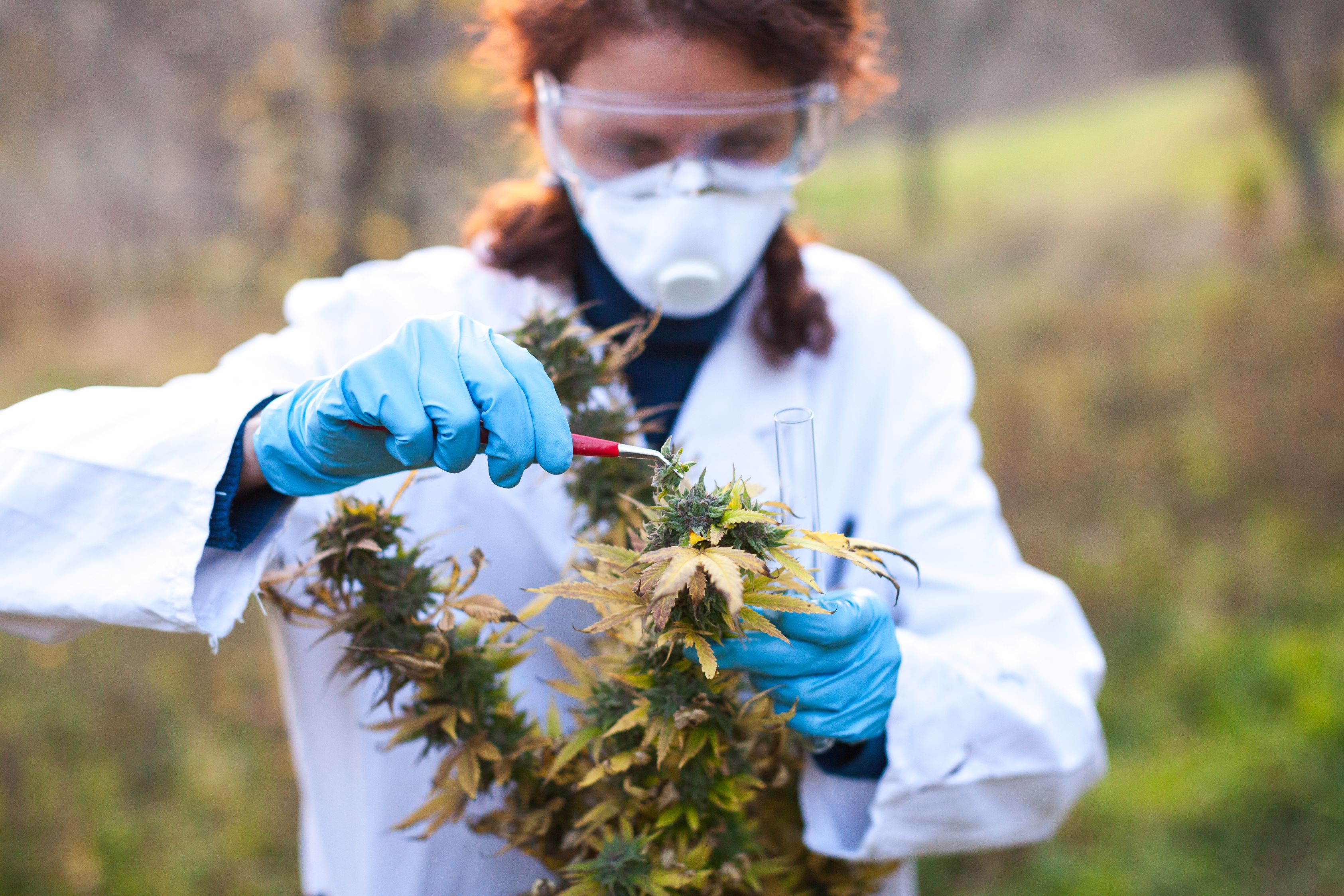 Cannabis employee sampling a cannabis plant