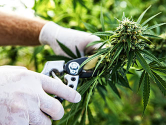 Worker trimming cannabis plant