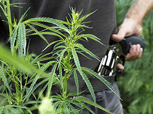 Man with gun behind his back, cannabis plant in foreground