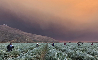 Farmworkers harvest artichoke in a field while a large cloud of smoke rises behind them from a nearby wildfire.