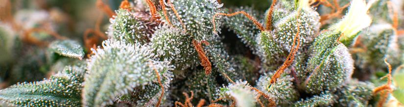 Cannabis Trichomes