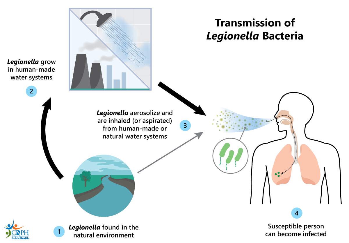Transmission: Legionella grow in natural/human-made water systems. Legionella aerosolize and are inhaled; infection can occur.