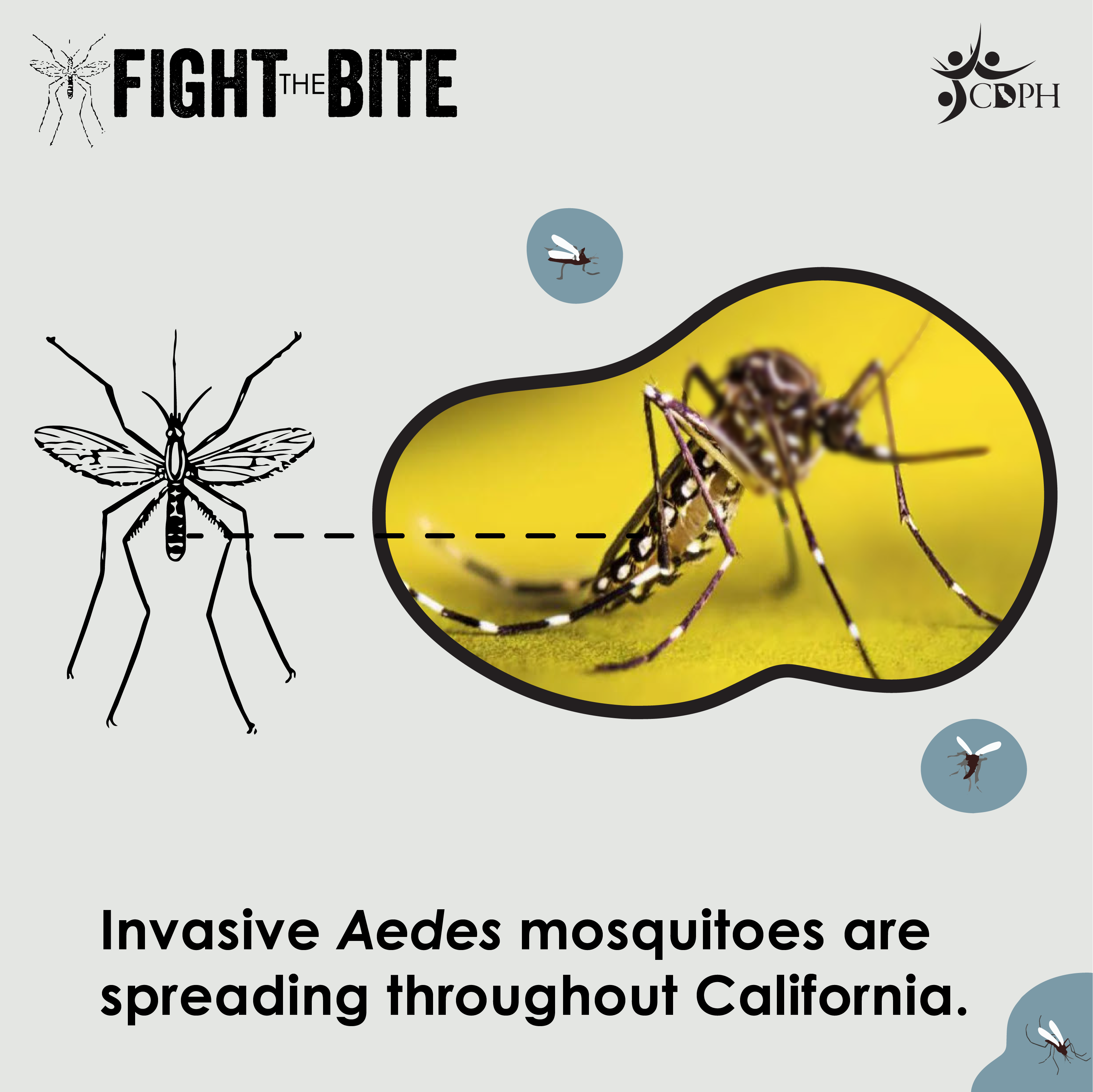 Invasive Aedes mosquitoes are spreading throughout California.