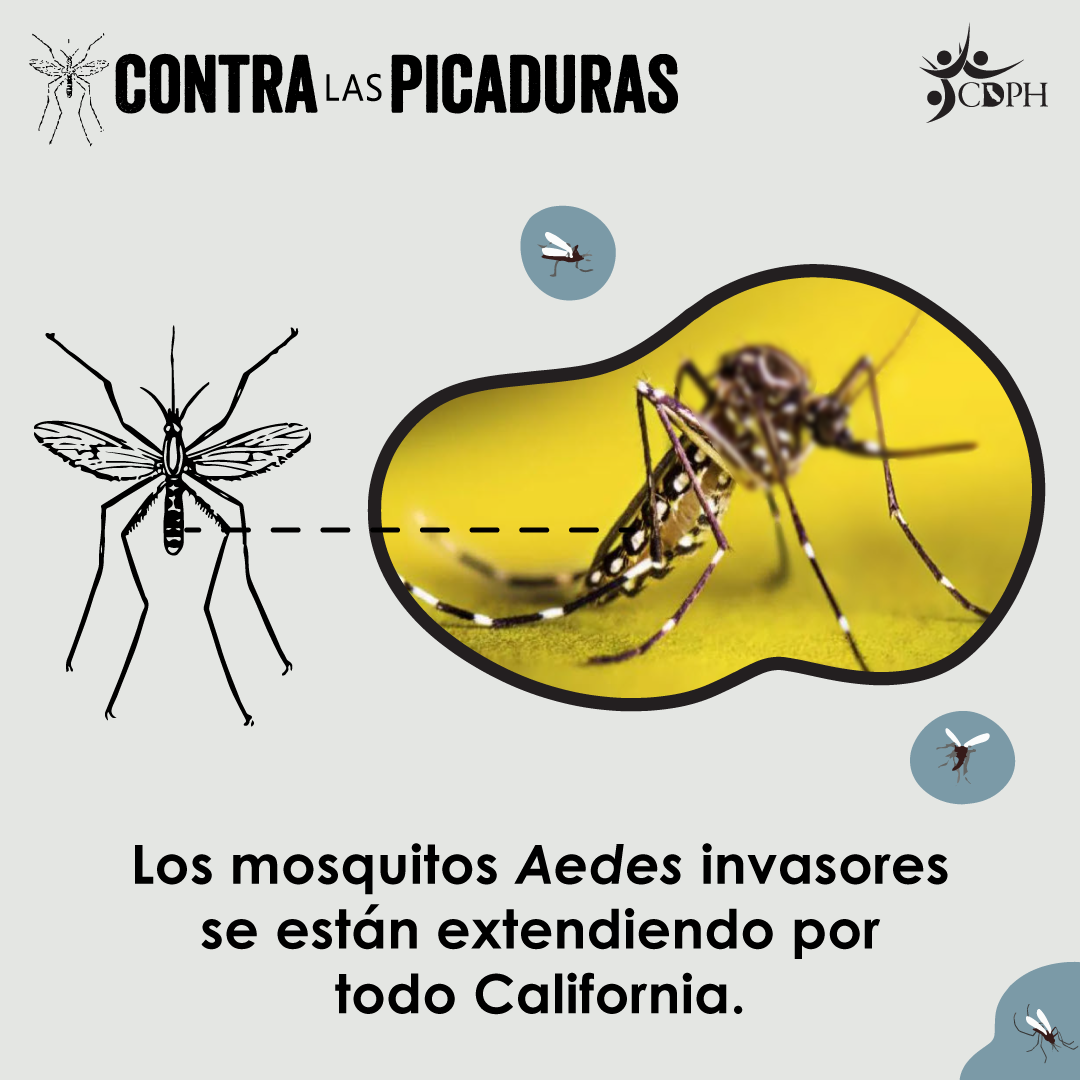 Los mosquitos Aedes invasores se están extendiendo por todo California.