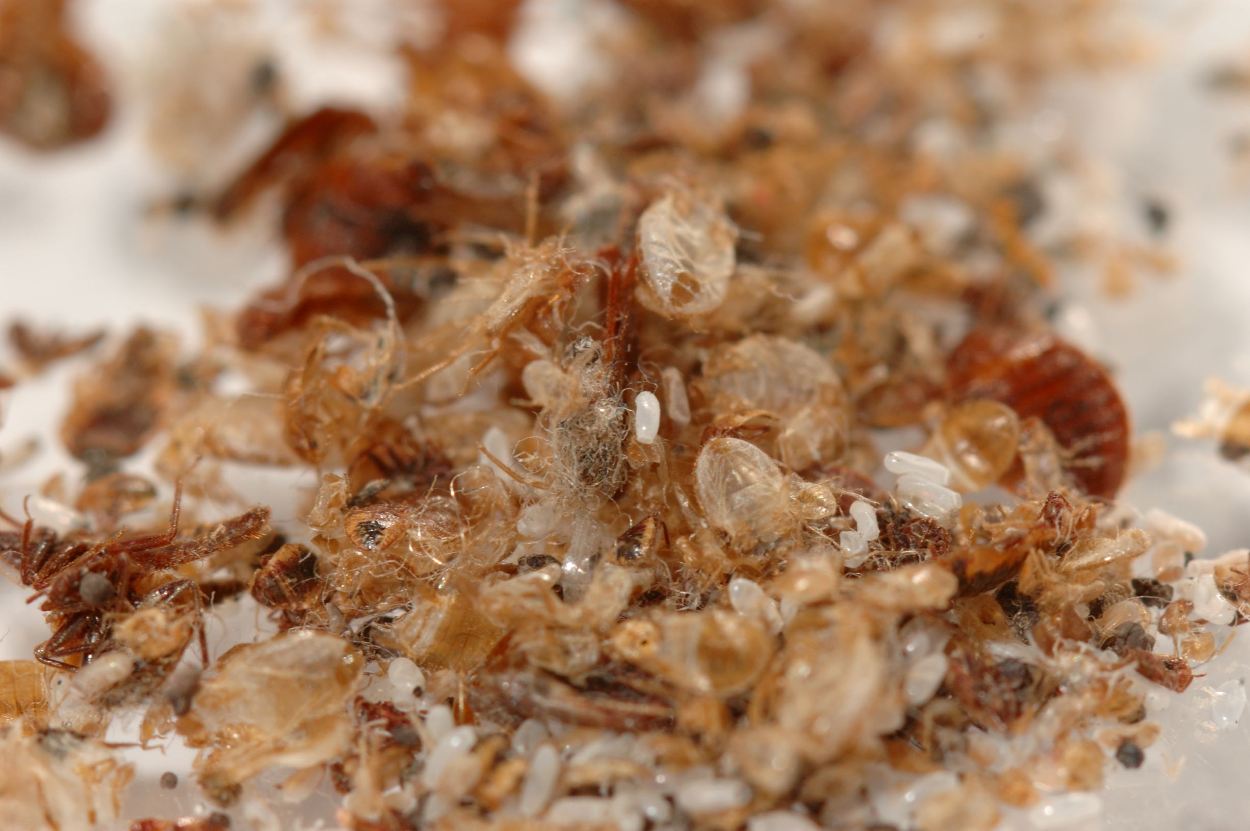 Bed bug skins