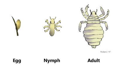 Life stages of body lice (egg, nymph, adult)