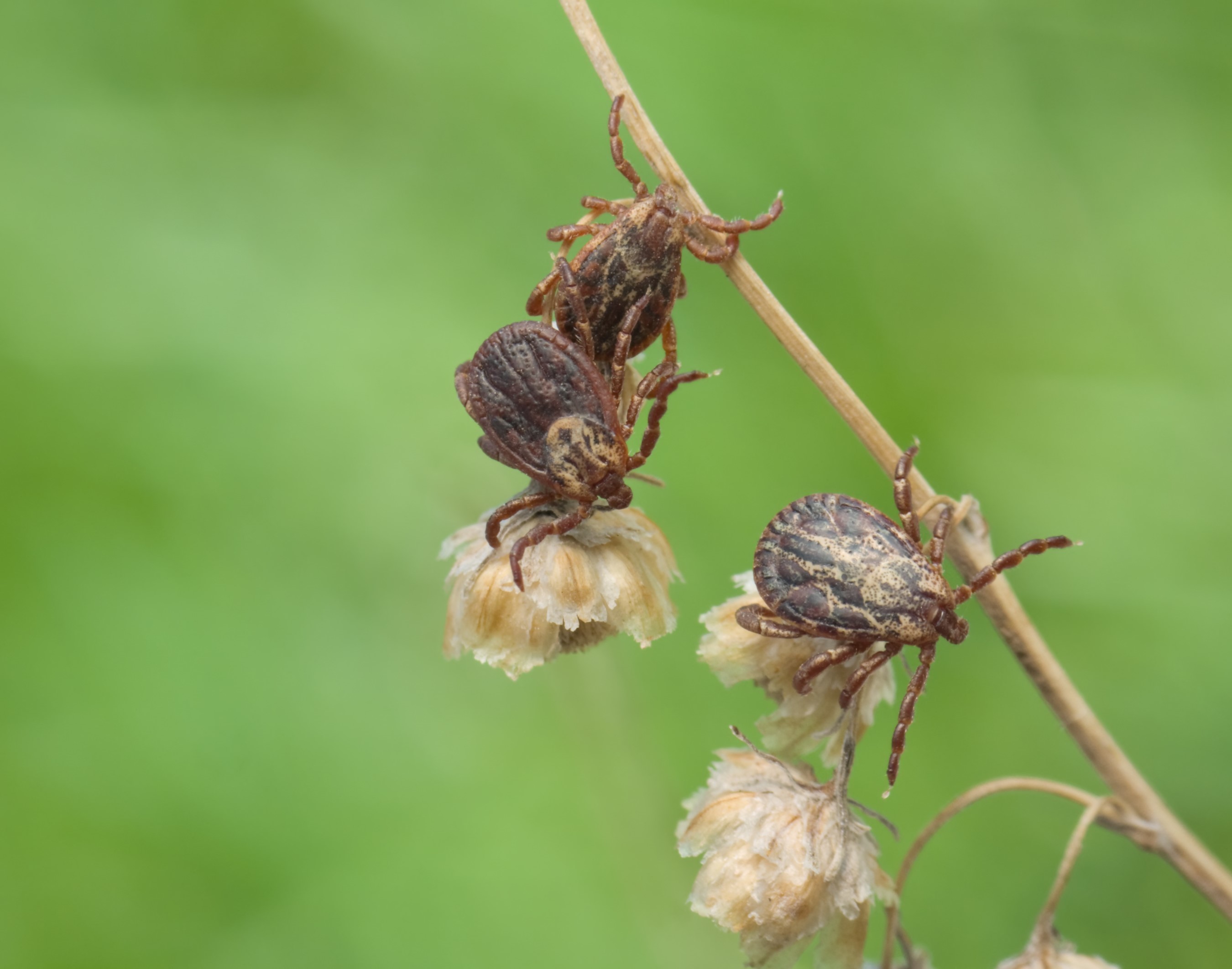 Three Dermacentor ticks on a plant