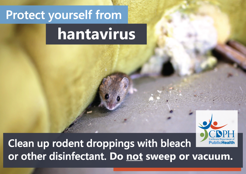 Protect yourself from hantavirus - clean up rodent droppings with bleach or other disinfectant. Do not sweep or vacuum.