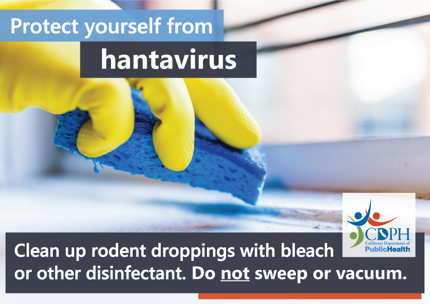 Protect yourself from hantavirus - clean up rodent droppings with bleach or other disinfectant. Do not sweep or vacuum.