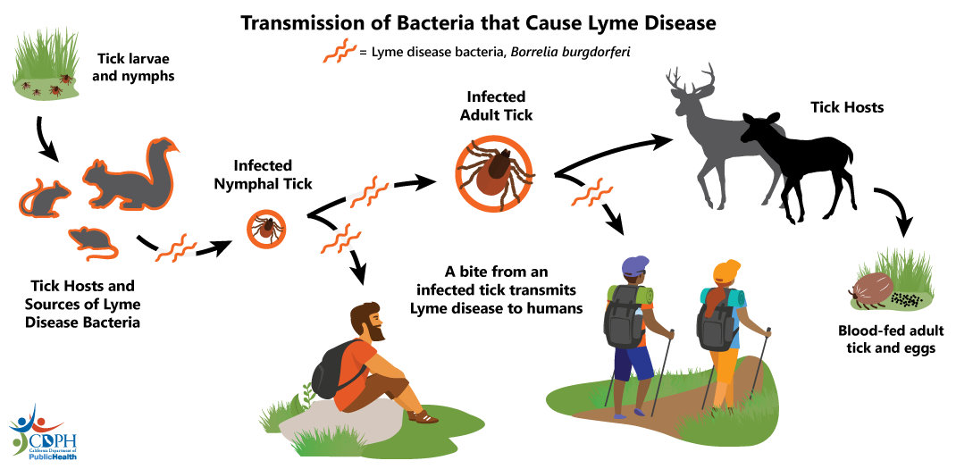 Transmission of Bacteria that Cause Lyme Disease (Transmission cycle graphic)