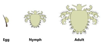 Life stages of pubic lice: egg, nymph, adult