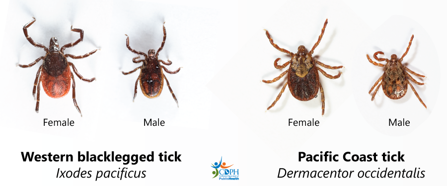 Female & male ticks: Western blacklegged tick (Ixodes pacificus) and Pacific Coast tick (Dermacentor occidentalis)