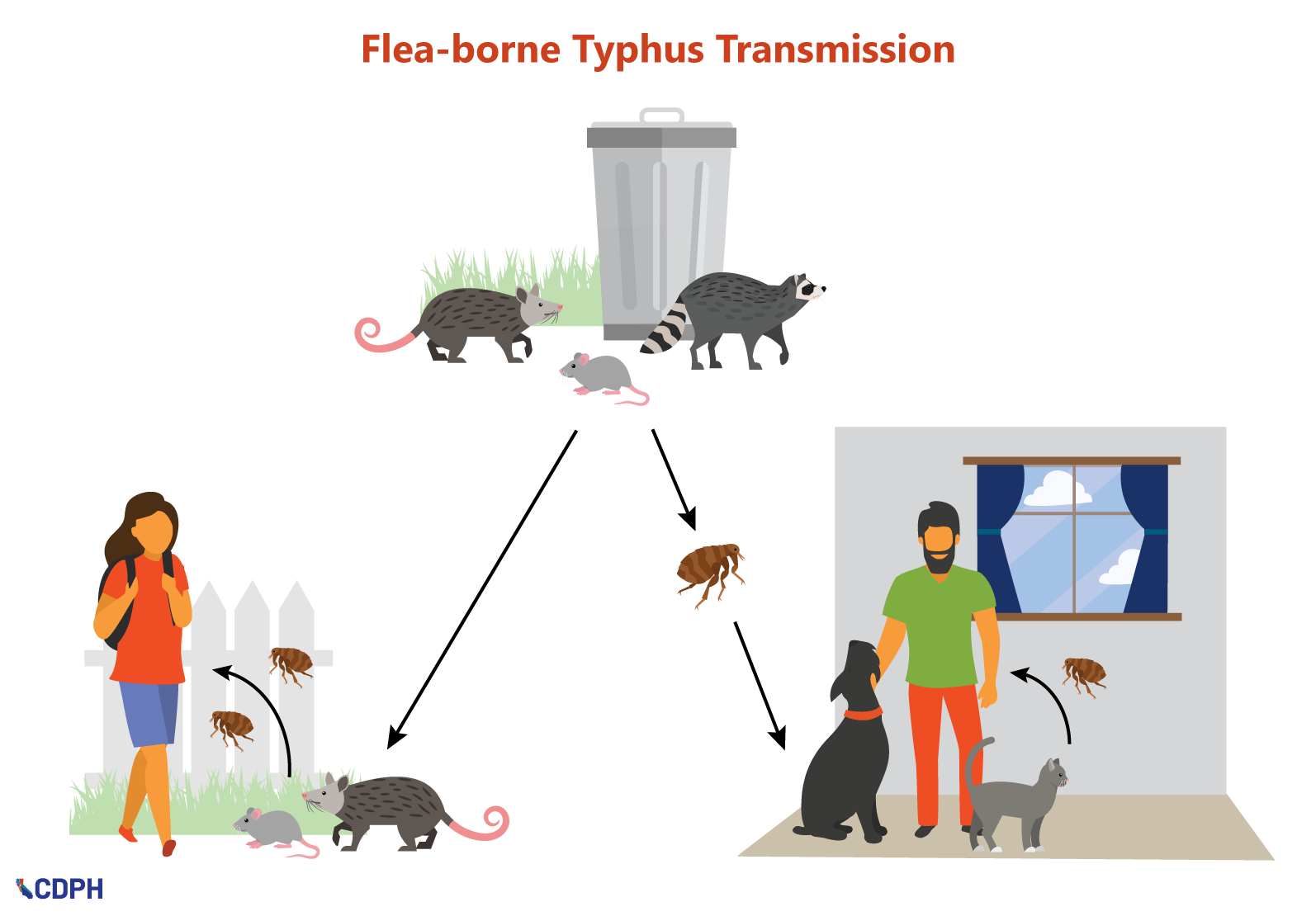 Flea-borne typhus transmission cycle showing fleas spreading bacteria from rodents to people