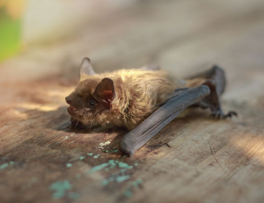 Small brown bat on the ground