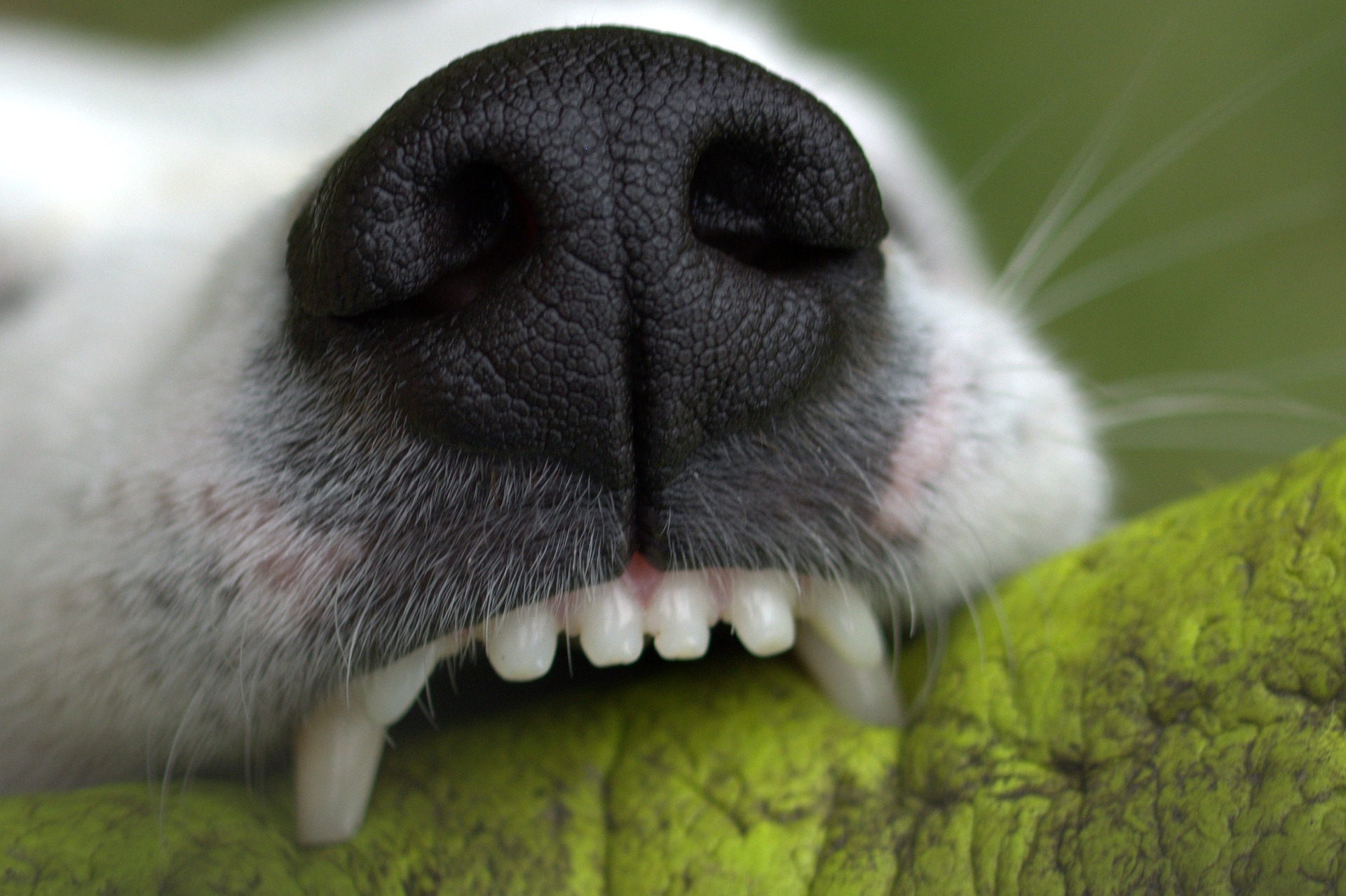 Close-up of dog biting a chew toy.