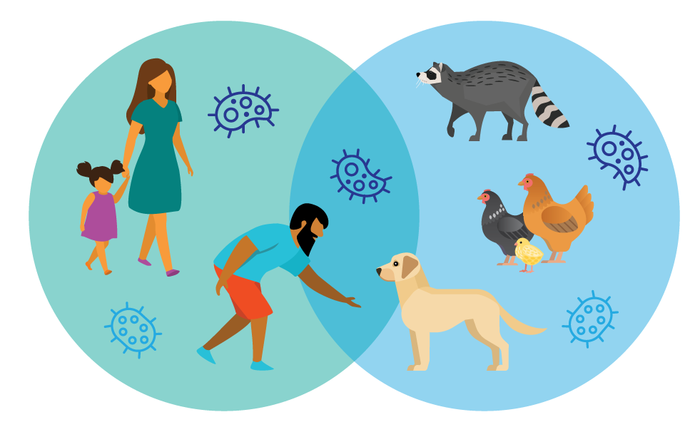 Diagram depicting people (adults and child) and animals (dog, raccoon, chickens) and the exchange of germs between them