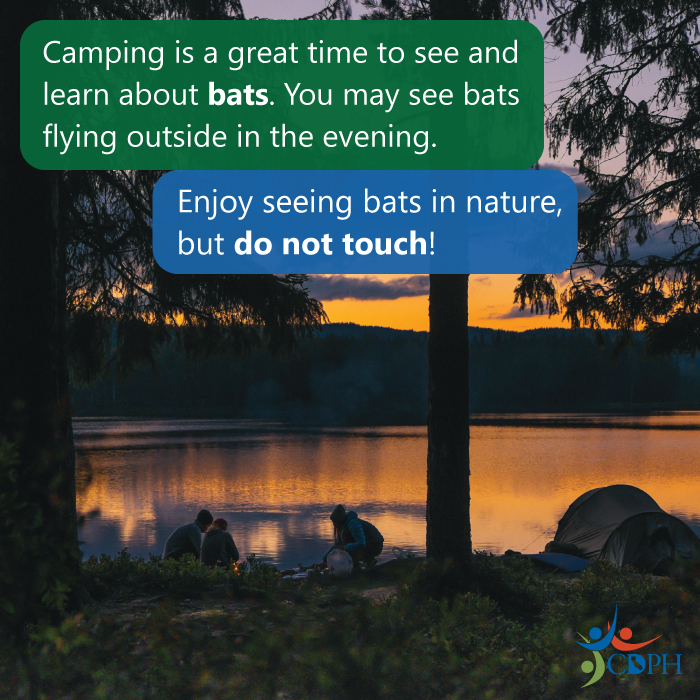 Camping is a great time to see and learn about bats. You may see bats in the evening