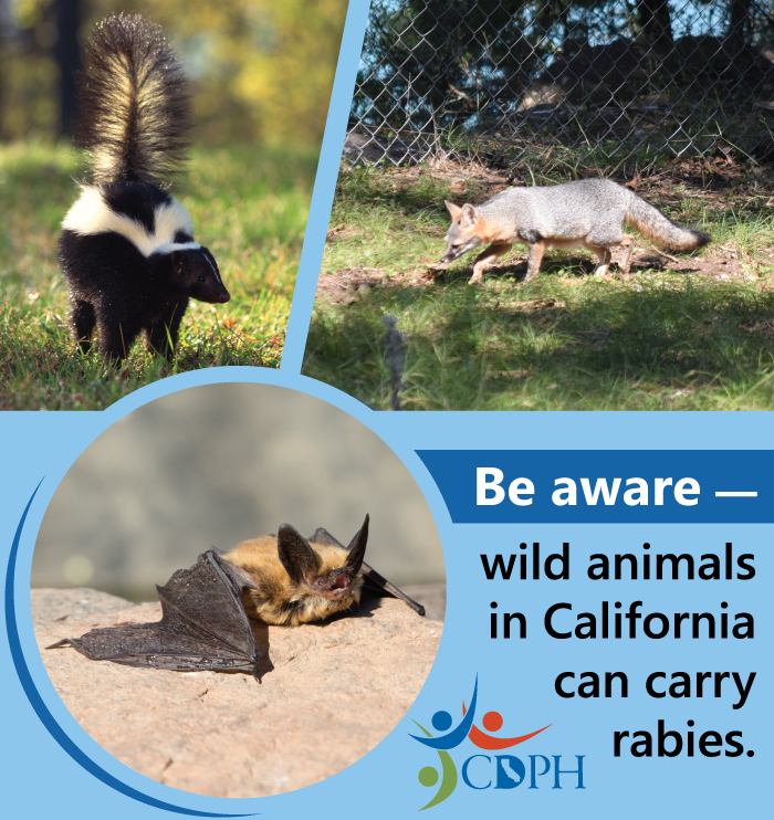 Be aware - wild animals in California can carry rabies. 