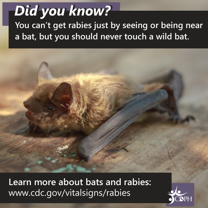 You can't get rabies just be seeing or being near a bat, but you should never touch a bat. 