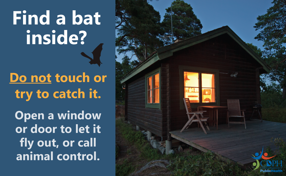 Find a bat inside? Do not touch or try to catch it. Open a window to let it fly out, or call animal control.